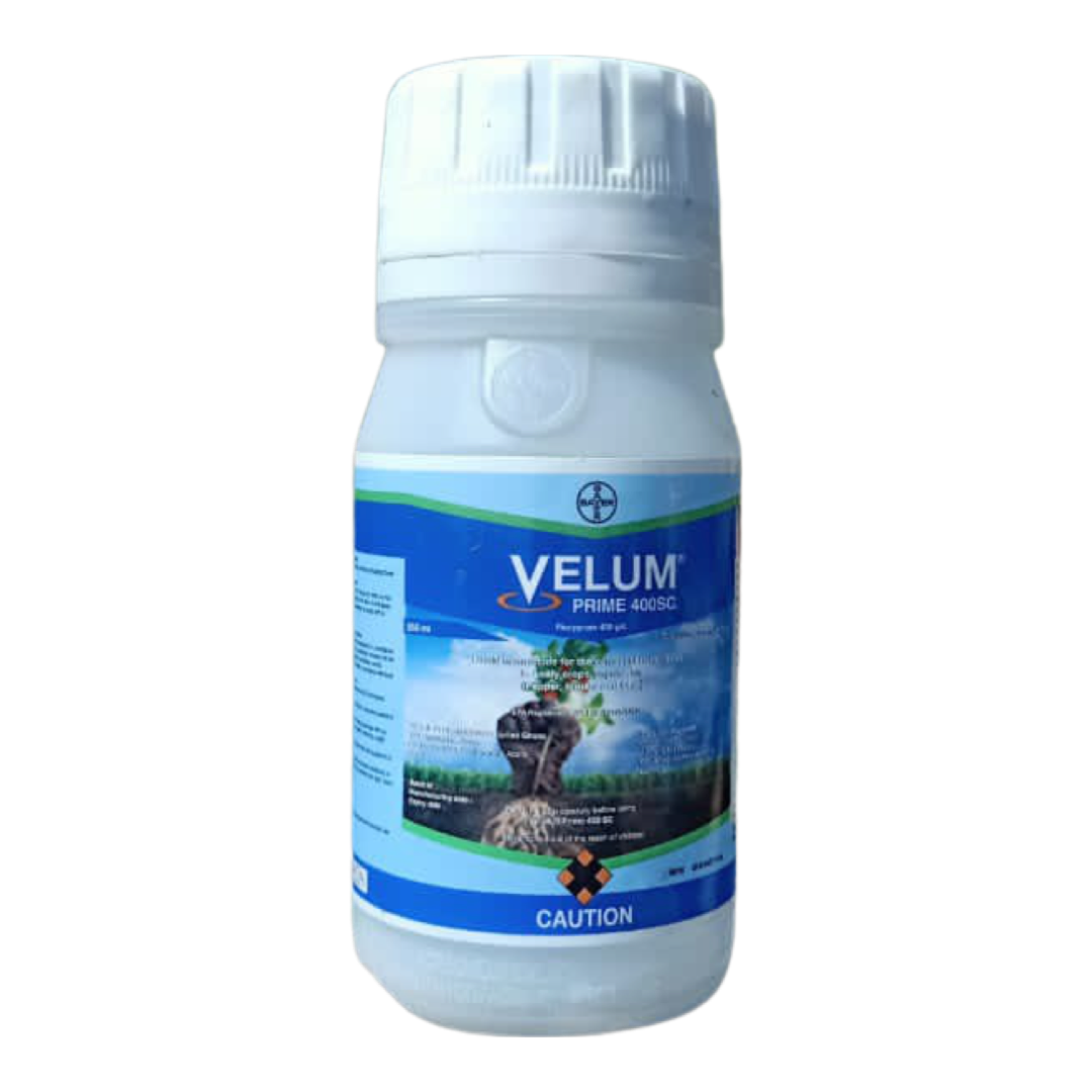 Velum Prime SC