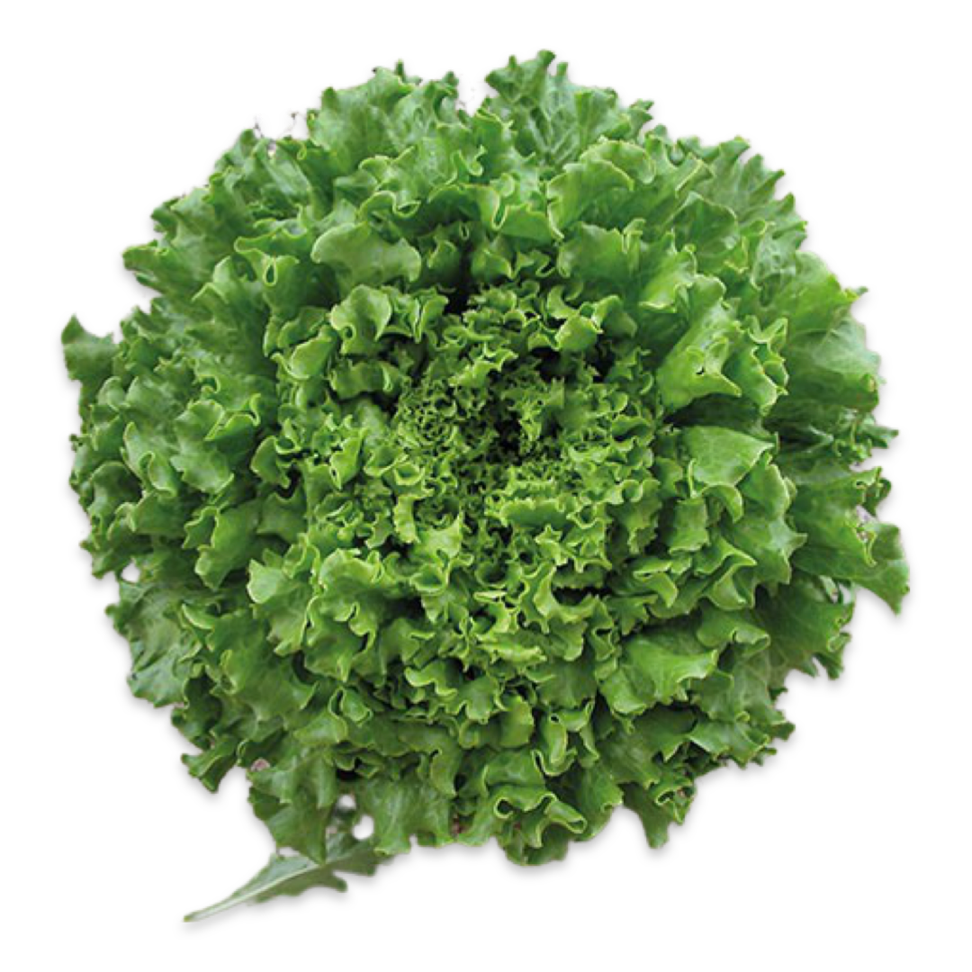 BATAVIA LETTUCE