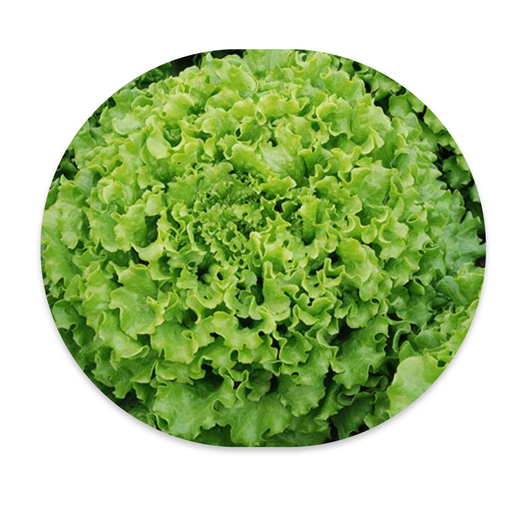 LOLLO BIONDA LETTUCE