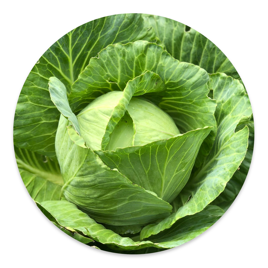 SY 431 HYBRID CABBAGE