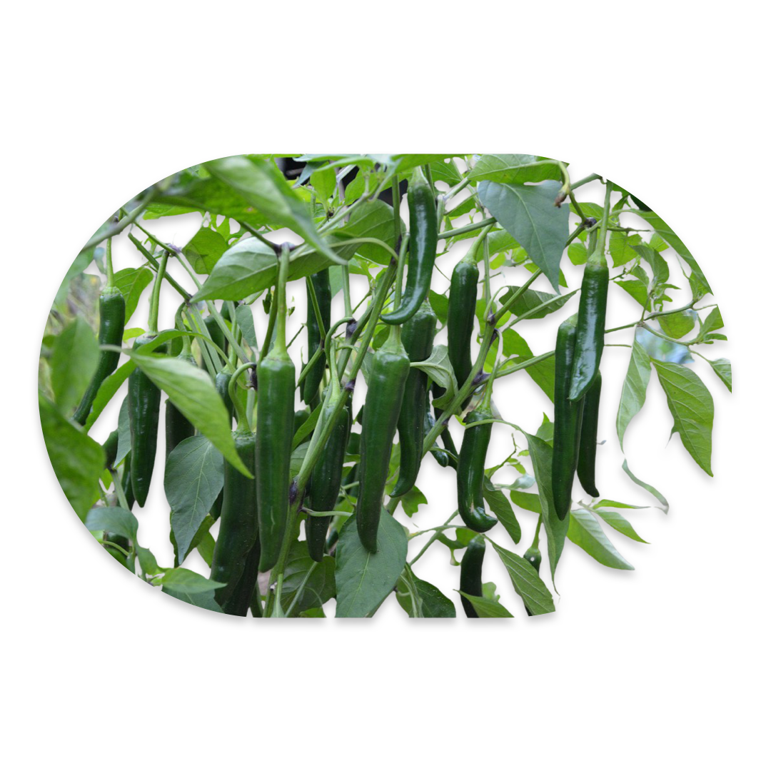 ROSHNI F1 CHILLI PEPPER