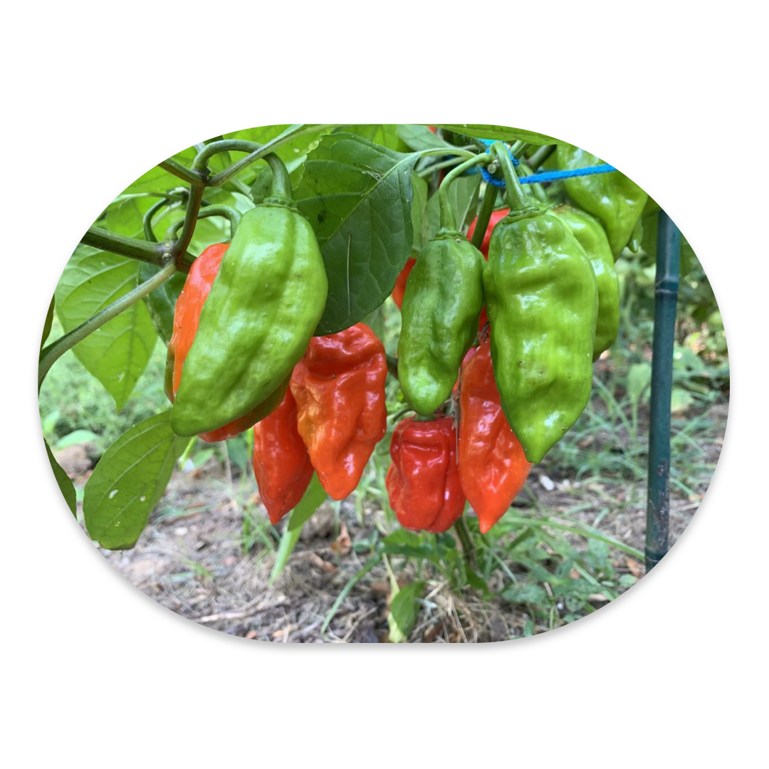 HABANERO HOT PRPPER