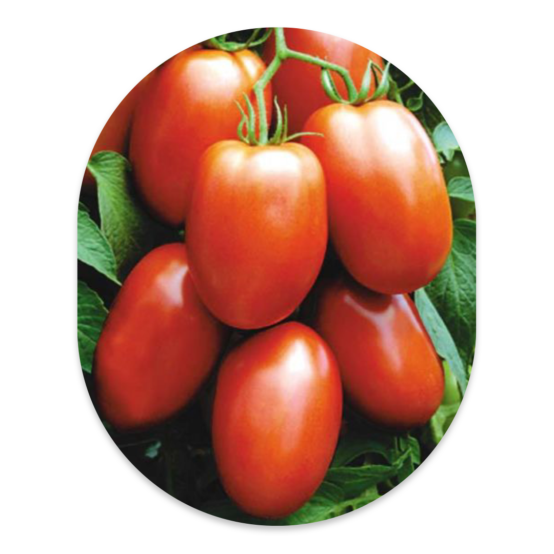 HYBRID TOMATO