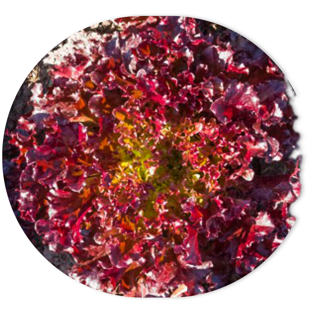 TUSKA LOLLO ROSSO LETTUCE
