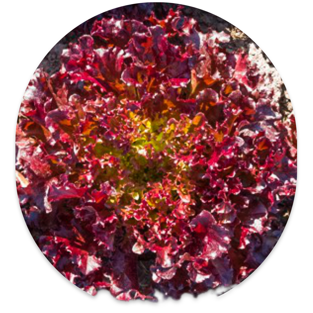 LOLLO ROSSO LETTUCE