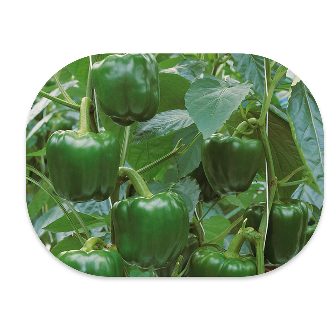 GREEN BELL PEPPER F1