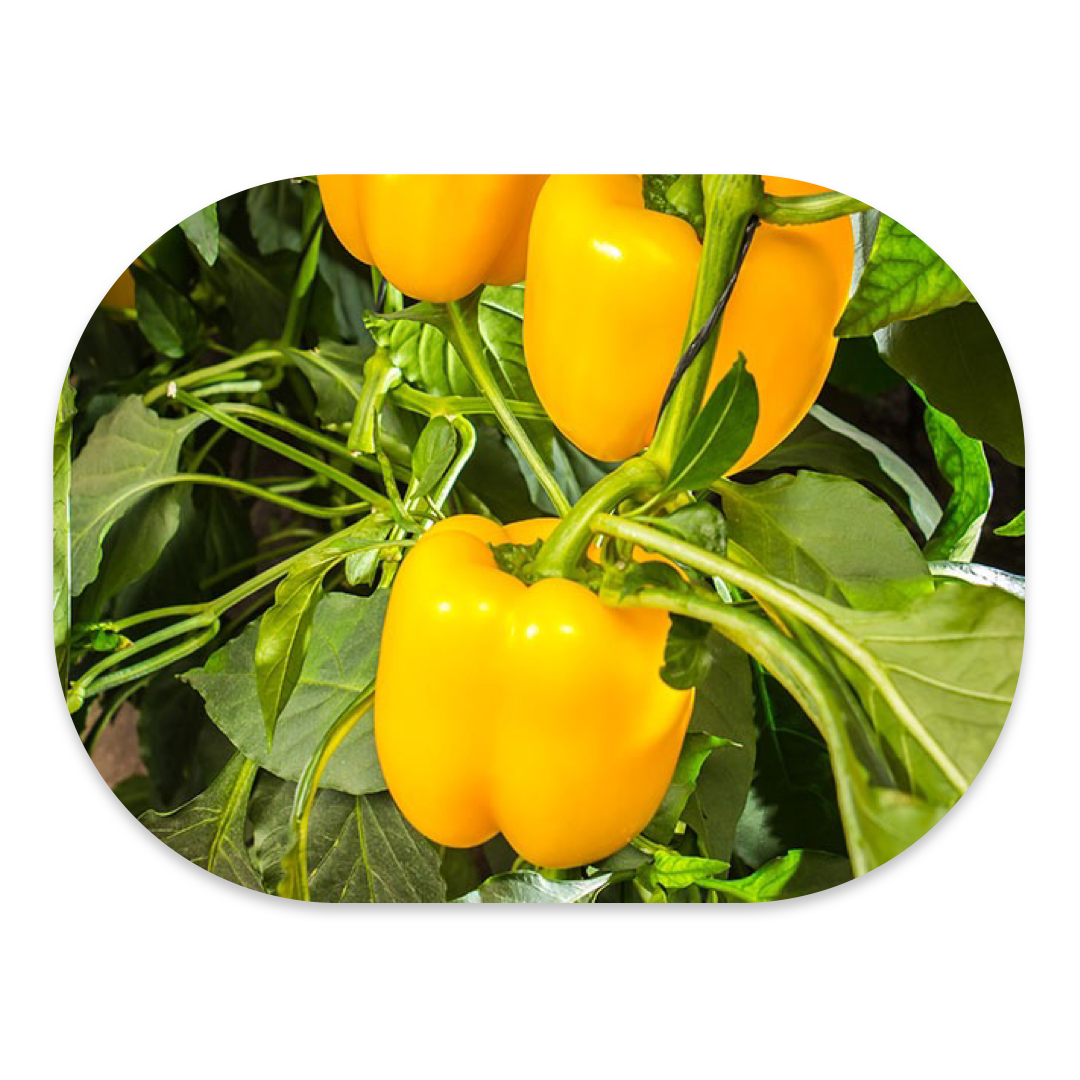 YELLOW BELL PEPPER F1