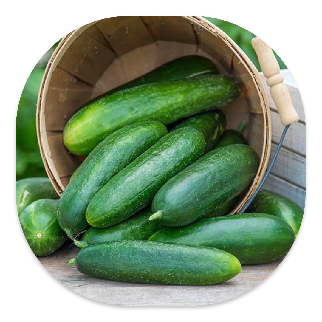 POINSETT 76 CUCUMBER