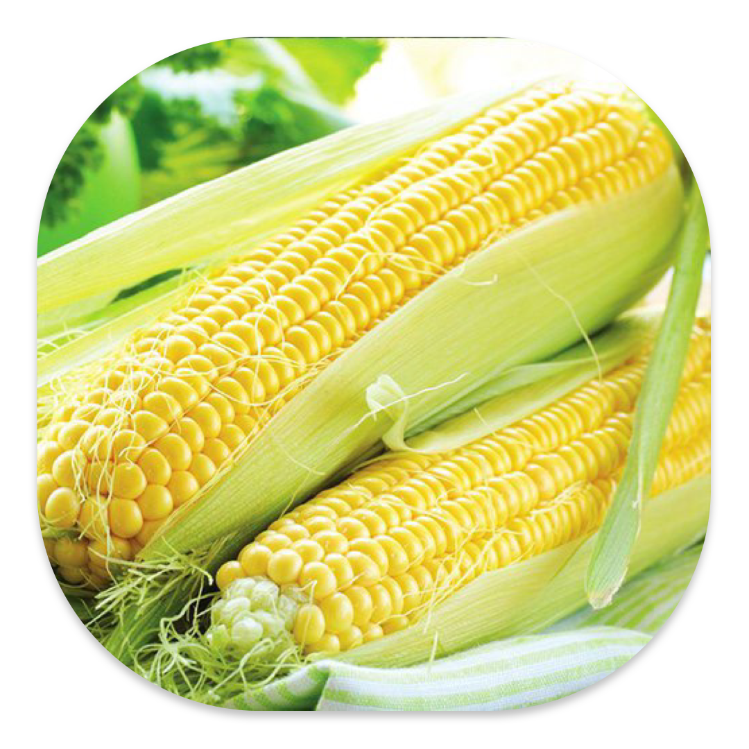 SUGAR-75 SWEETCORN F1