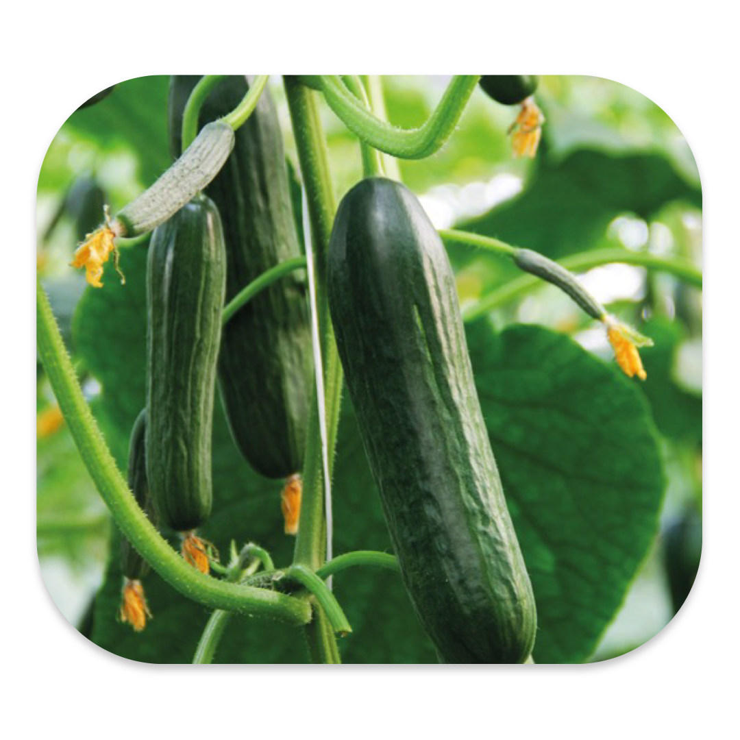 INDOOR CUCUMBER F1