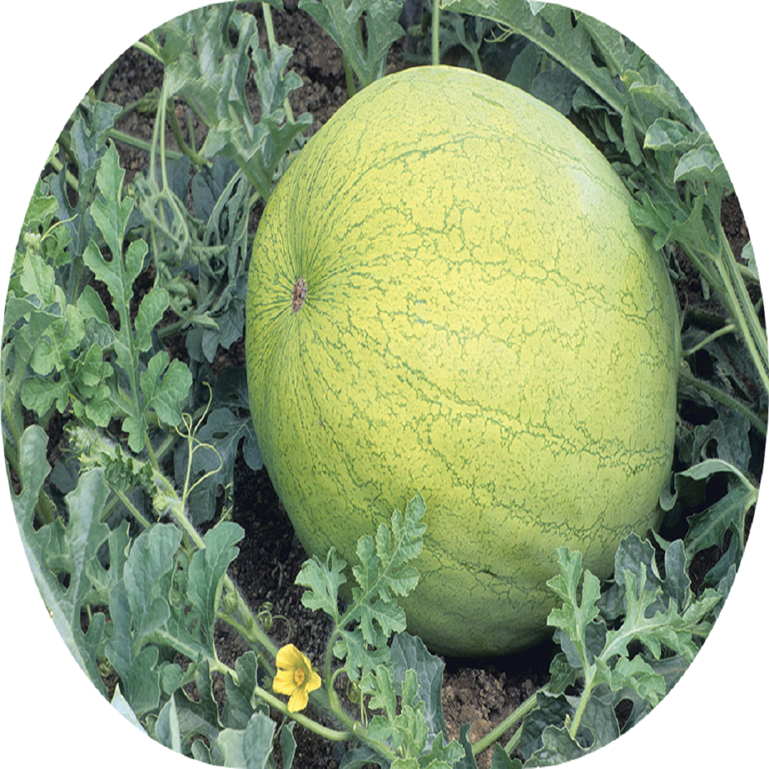 CHARLISTON GREY WATERMELON