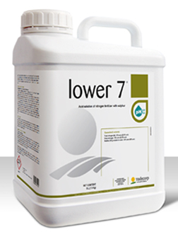 Lower 7