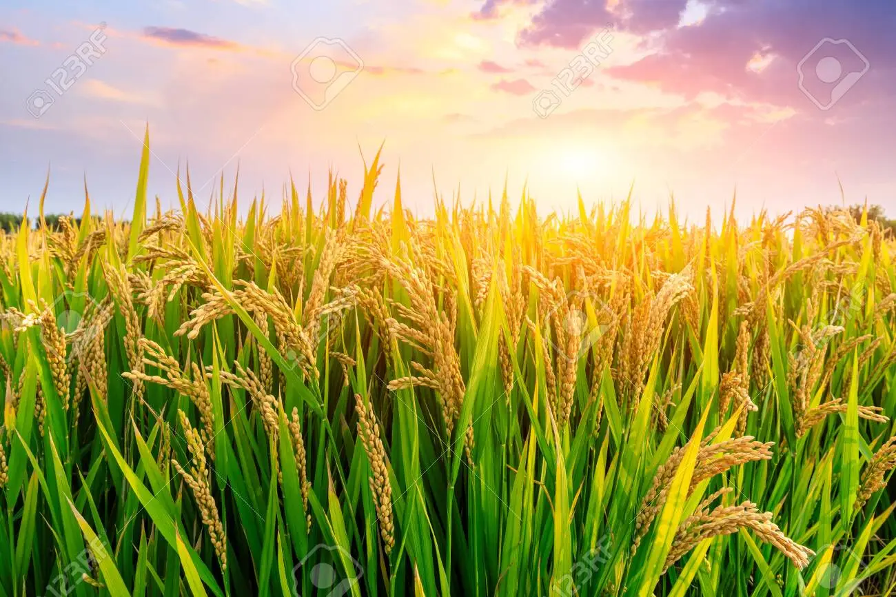 Field Crops