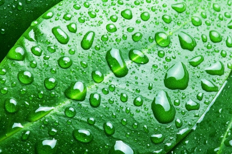 Foliar Fertilizers