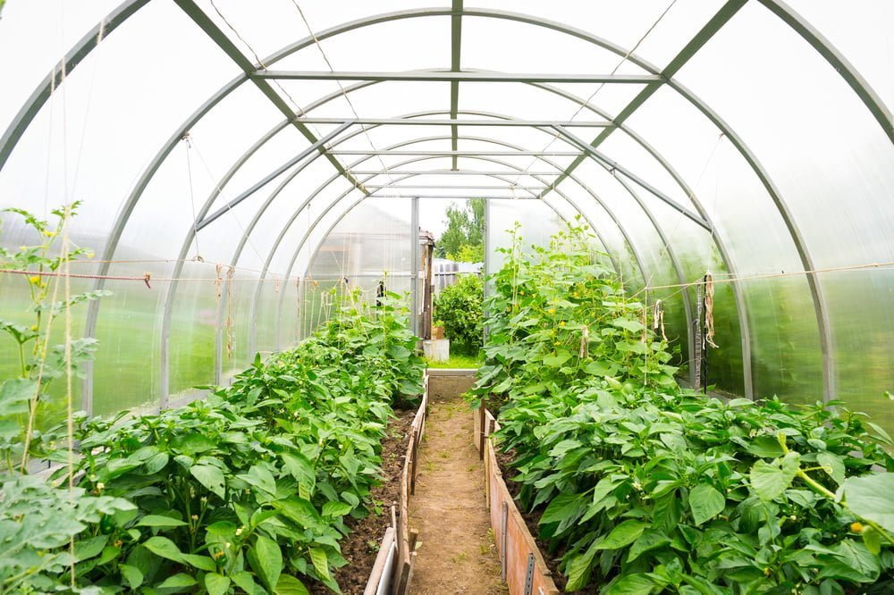 Vegetables for Greenhouses