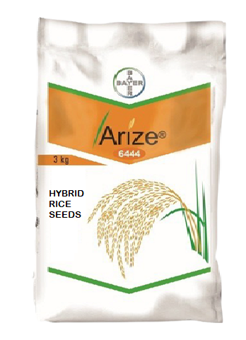 ARIZE 6444 GOLD RICE