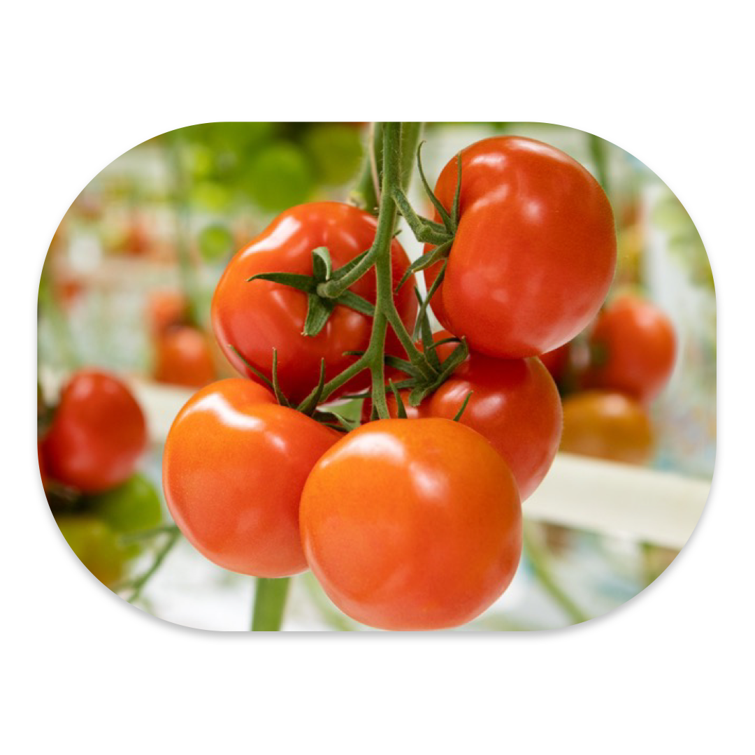 INDETERMINATE HYBRID TOMATO