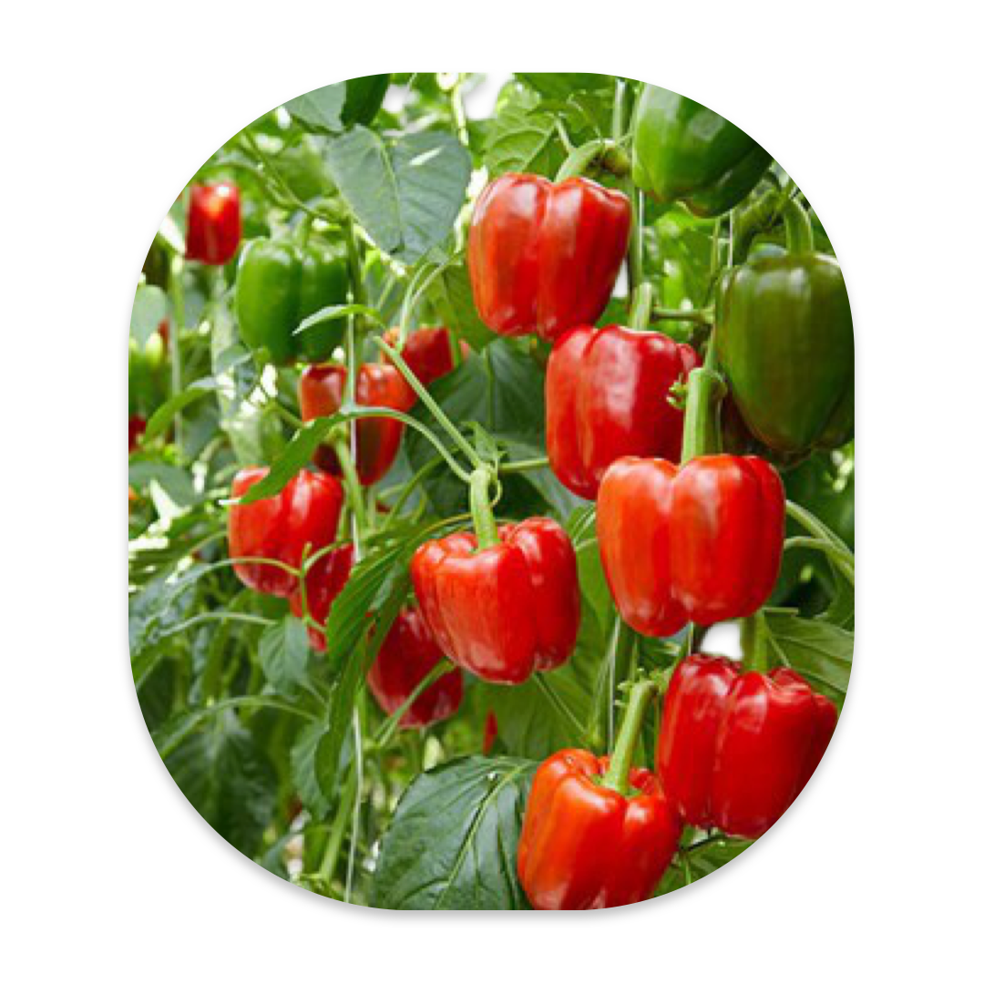PROCRAFT F1 SWEET PEPPER