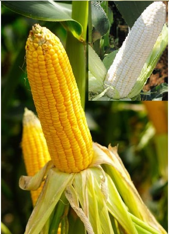 HYBRID YELLOW AND WHITE MAIZE