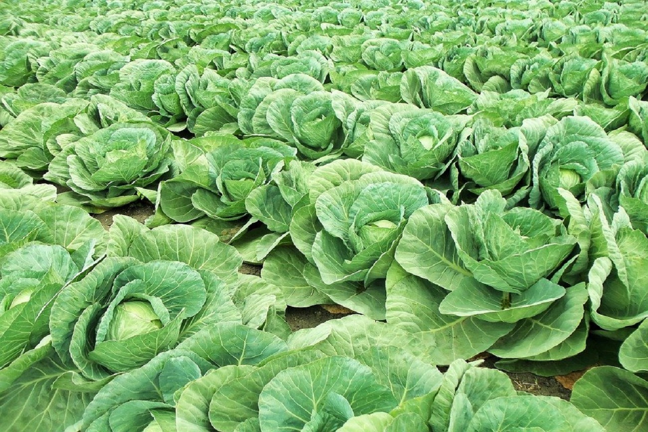 Vegetables for Open Field
